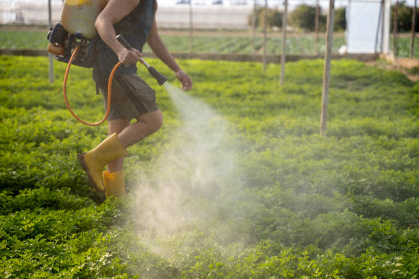 Professional Pest Control in Las Vegas, NV