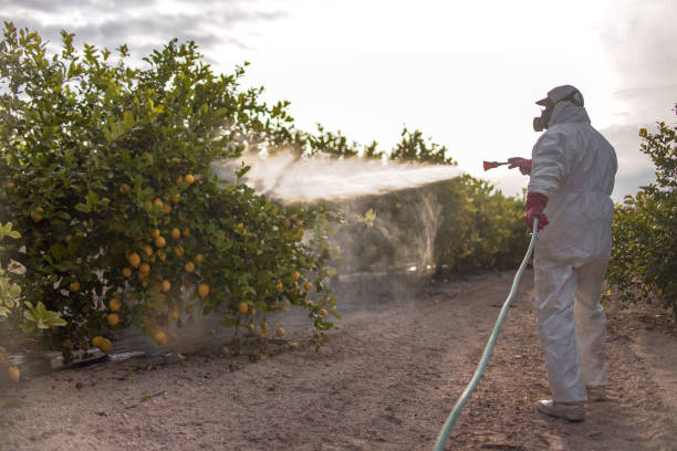 Best Emergency Pest Control  in Las Vegas, NV