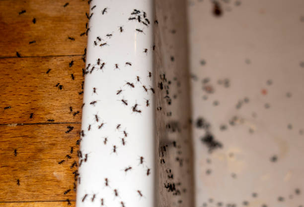 Best Cockroach Control Services  in Las Vegas, NV
