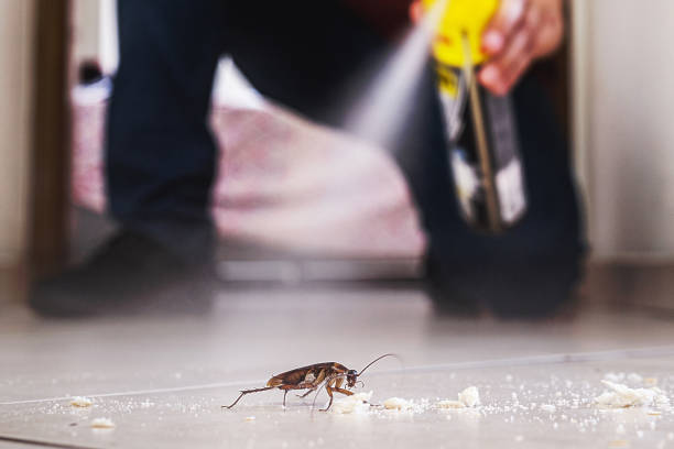 Best Mosquito Control Services  in Las Vegas, NV
