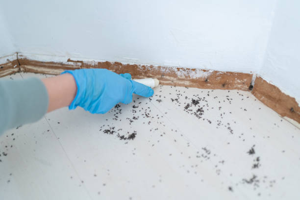 Best Local Pest Control Services  in Las Vegas, NV