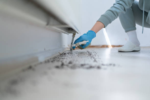 Best Spider Control Near Me  in Las Vegas, NV